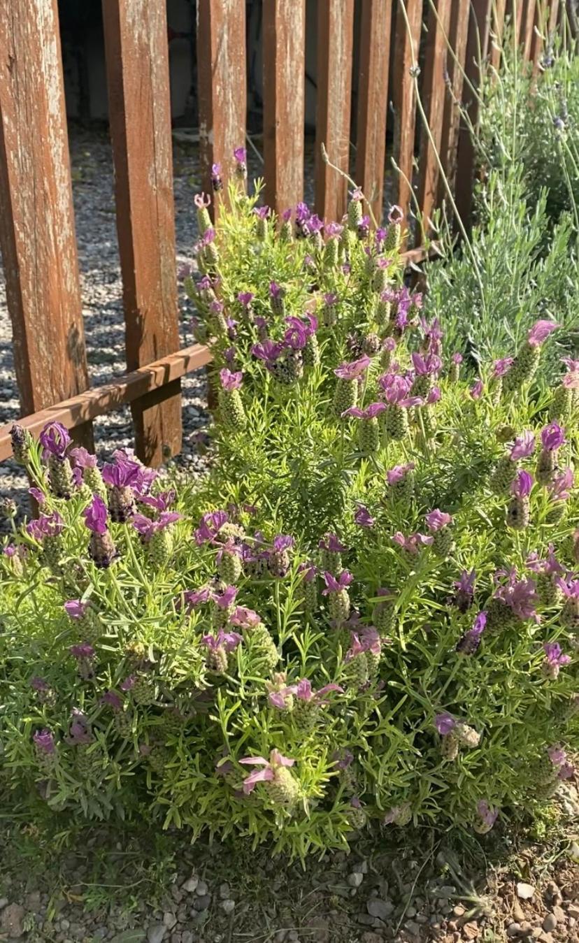 Lavender Farm House Nafpaktos Exterior foto